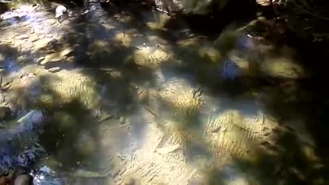 Pequeños animalitos jugando en el Agua