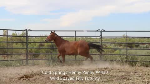 2020 Wild Spayed Filly Futurity/Cold Springs Henny Penny #4430