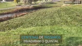 Centenas de pássaros invadem quintal nos EUA