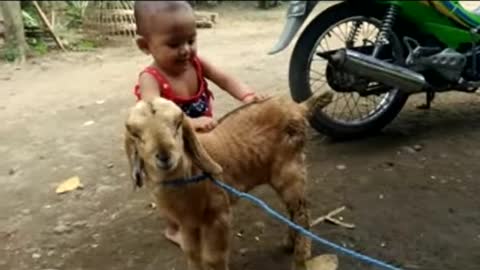 Reality funny baby girl with her goat