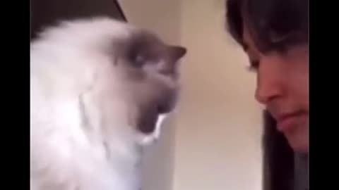 Funny Cat's Compilation Video