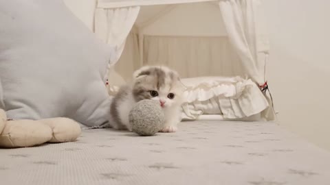 what a cute kitten