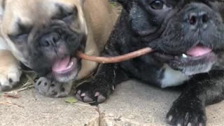 French Bulldog Puppy’s