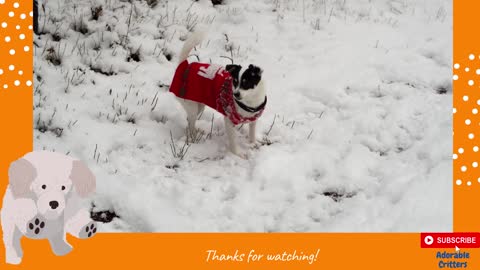 Lovely Cute Puppy in the Snow::ADorable Critters