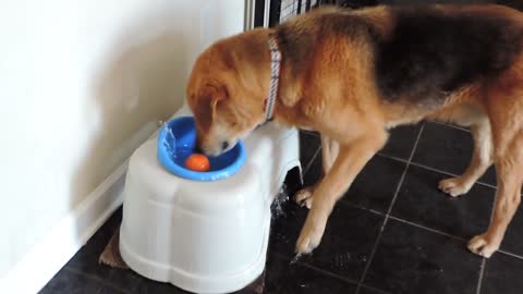 Cheeky Old Dog Continuously Slam Dunks Ball Into A Water Bowl
