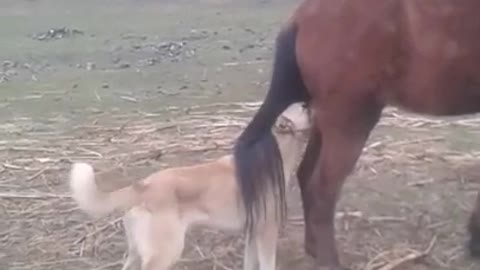 Horse Kicked Dog