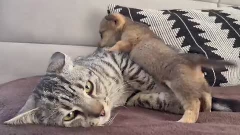 Funny Cat Reaction to Puppies when Kitty sees them for the First Time