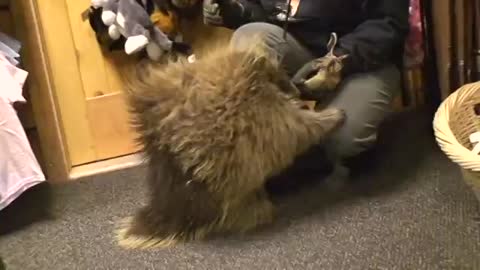 Funny Porcupine Having a fun time with family