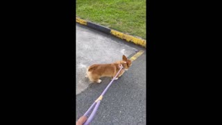 Shinji The Corgi- Stretching My Short Legs After a Long Flight #shorts