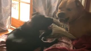 Puppy Trying to Play with New Big Brother