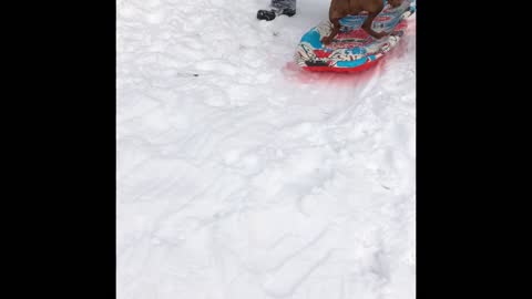 Ruby the Vizsla Learning How to Sled