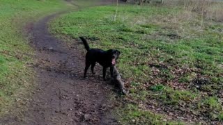 The dog exercises with a tree!