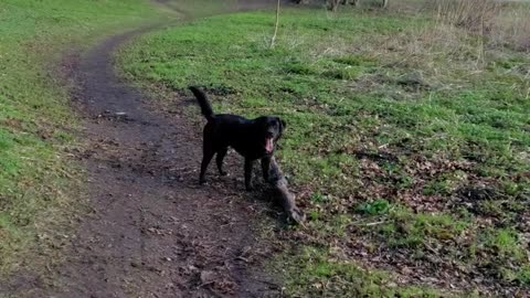 The dog exercises with a tree!