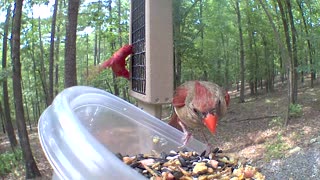 Cardinal against baby bluebird