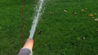 American Staffordshire Sprints Through the Sprinkler