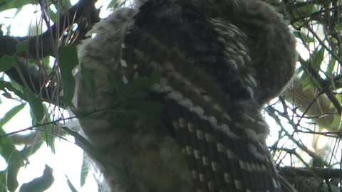 Owls in Florida