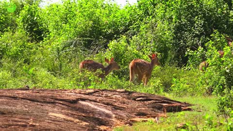 Group of White Spotted Axis Deers at Udawalawe National Park natural landscape