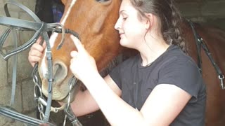 Horse Doesn't Want to Wear Bridle
