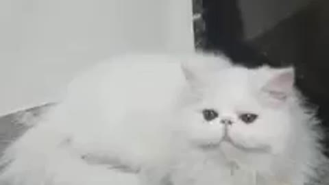 World Very Famous Peke Nose Persian Cat