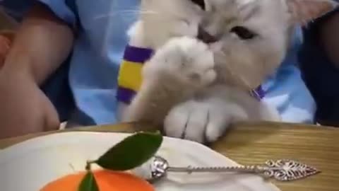 Cat eating food 😄