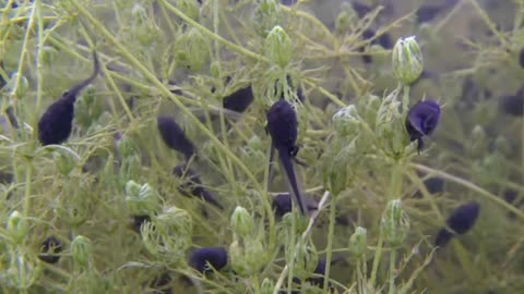 Young tadpoles