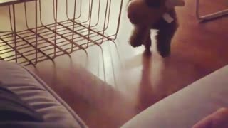 Adorable puppy fails at jumping on the couch