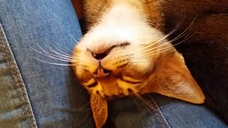 Cat sleeping with mouth open