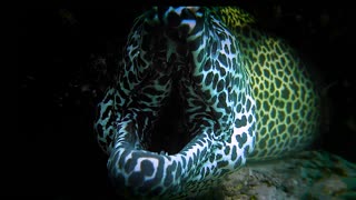 Face to Face with a Big Leopard Moray Eel