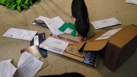 Piglets find use for their owner's junk mail