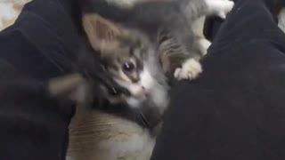 Small tiny kitten climbs up owners jeans legs