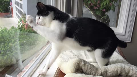 Cat Has Mental Breakdown Over Flower Petal