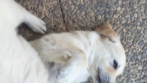 SO CUTE ! Golden Retriever Puppies Loves Being Groomed