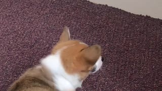 Feisty Corgi Puppy Battles Door Stopper