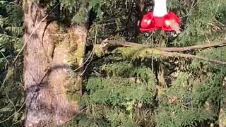 Hummingbird trying to get some nectar in the winter