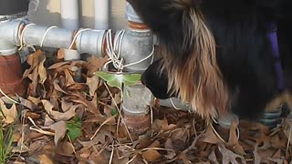 Dog Plays With Big Butterfly!