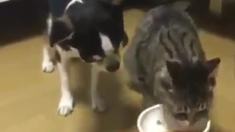 A rivalry between a cat and a dog