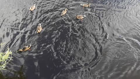 Seagull makes daring swoop to snatch a treat from unsuspecting ducks.