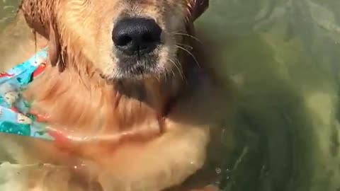 Golden retriever doggy paddles in the water