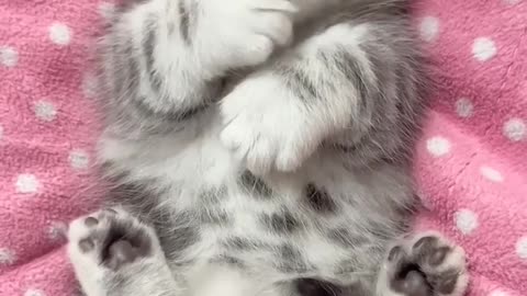 Cute Kitty on a blanket