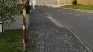 Stormtrooper Walks Dog During Quarantine