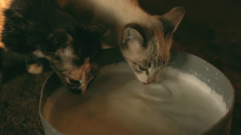 A wonderful scene of a cat drinking milk
