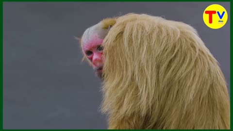 Handsome red-haired: witness the bald okari monkey