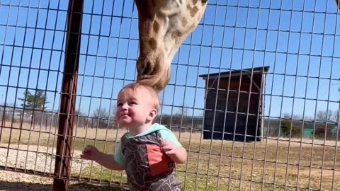 Cute giraffe gives baby smooches!!!!?