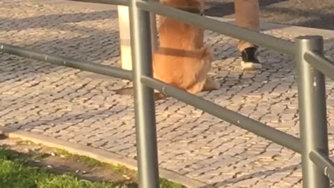 Dog drinks water from owner's hands