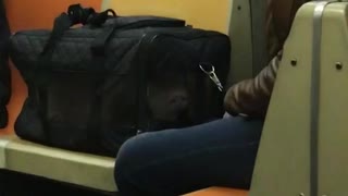 Man has his pet pig inside of a bag cage on subway train
