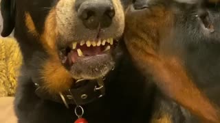 Rottweiler licking his brother 👅