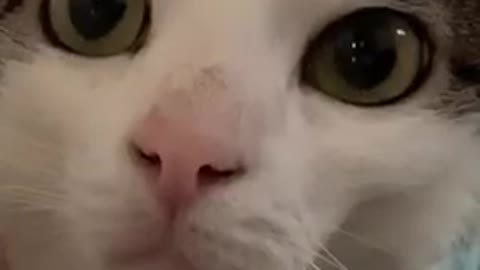 Top funny cat videos 😆