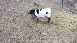 Mama goat protects her baby from guinea fowl!