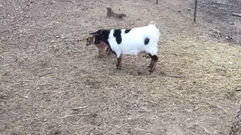 Mama goat protects her baby from guinea fowl!