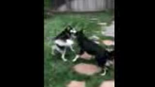 Husky cousins playing